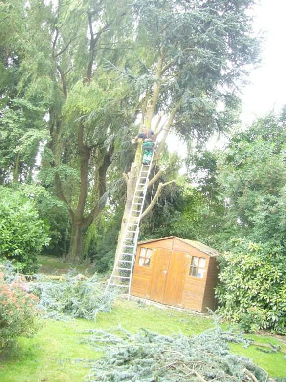 Elagage et abattage d’arbres